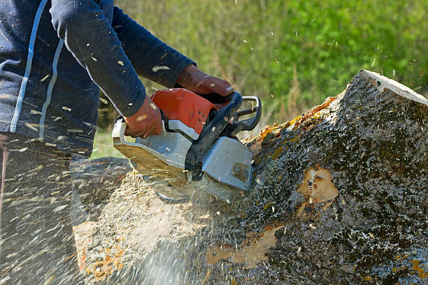 Best Palm Tree Trimming  in Chewelah, WA