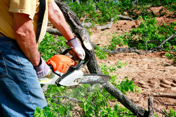 Best Tree Maintenance Programs  in Chewelah, WA